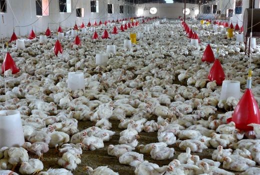 آغاز طرح واکسیناسیون طیور علیه بیماری نیوکاسل درسیستان وبلوچستان