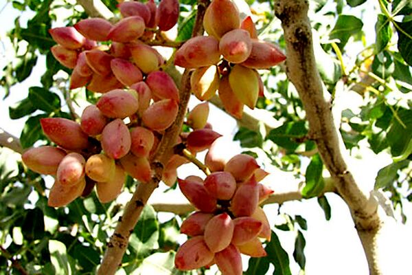 تولید بیش از 1400  تن محصول پسته در استان آذربایجان شرقی در سال جاری