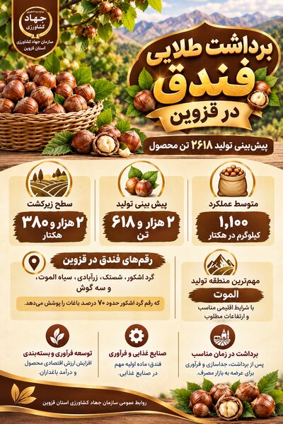 برداشت طلایی فندق در قزوین؛ پیش‌بینی تولید ۲۶۱۸ تن محصول
