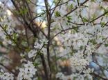 بهار زودرس در خراسان شمالی 