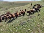 تولید سالانه بیش از ۲۰۰ هزار رأس دام سبک در تکاب