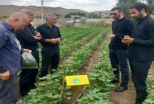 مدیریت آفات کرم گلوگاه انار و غوزه پنبه با استفاده از زنبورهای پارازیتوئید در آذربایجان شرقی