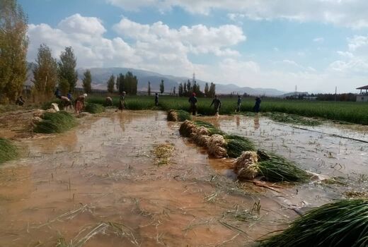 سیر سبز سپیدان در میادین میوه و سبزی 