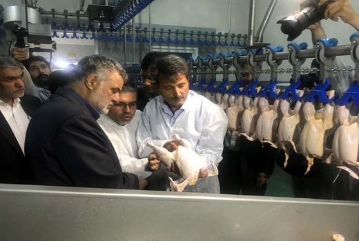 زنجیره گوشت مرغ در استان اصفهان تکمیل شد