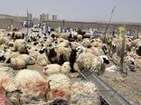 مشکلی در تامین دام برای نذورات عید قربان وجود ندارد