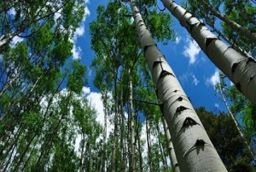 زراعت یک هزار و 600 هکتار چوب در چهارمحال و بختیاری 