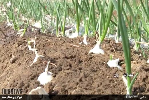 150 هکتار از اراضی شهرستان بردسیر به کشت پیاز اختصاص یافت