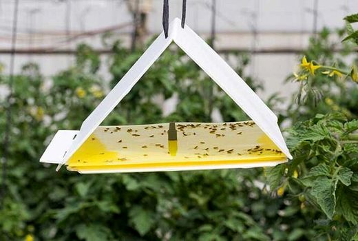 مبارزه با «مگس میوه» در تنگستان/ تله‌های فرمونی در باغات نصب شد