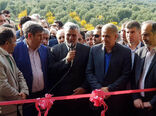 کاربرد تفاله زیتون در صنعت داروسازی