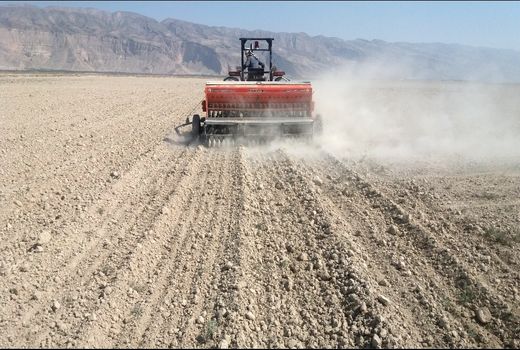 پیش بینی کاشت 10 هزار هکتار گندم در مُهر 