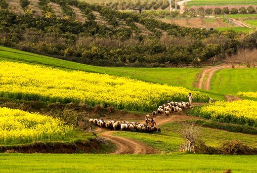 تماشاچیانِ رقیب