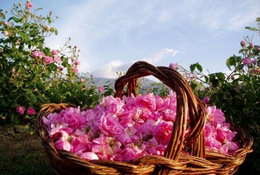 خرید توافقی ۷۰ تن گل محمدی از کشاورزان آران و بیدگل