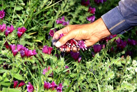 افزایش سطح زیر کشت گیاهان دارویی به بیست هزار هکتار