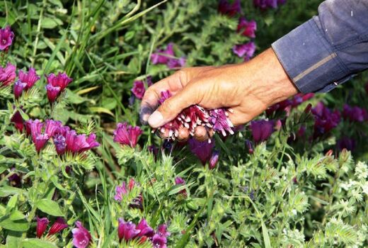 افزایش سطح زیر کشت گیاهان دارویی به بیست هزار هکتار