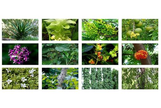 660 تن گیاهان دارویی در بهشهر تولید شد