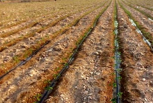 تولید ۶۶۰ هزار تن گوجه‌فرنگی خارج از فصل در بوشهر