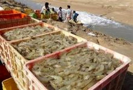 ۷۸۰۰ تن میگوی پرورشی در استان بوشهر برداشت شد