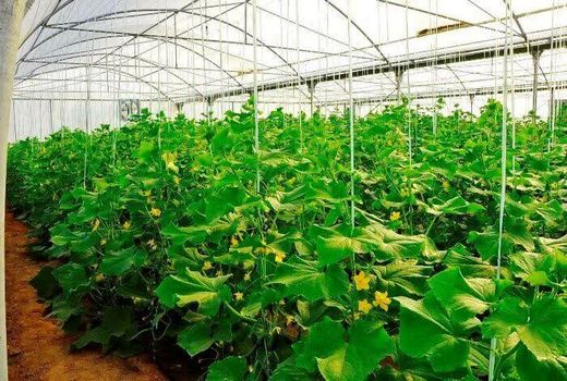 ۲۴۲ گلخانه فعال بخش کشاورزی در آذربایجان غربی مشغول تولید هستند