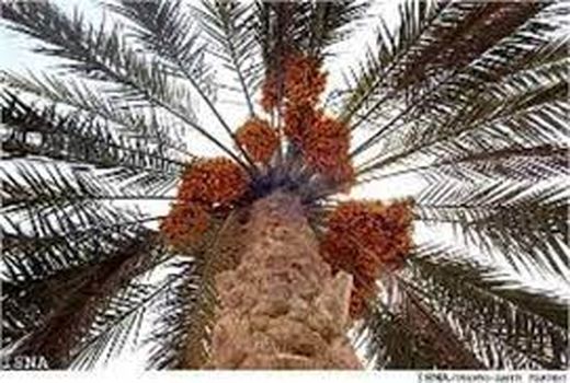 نوبرانه‌های نخلستان‌های  آبادان در بازار