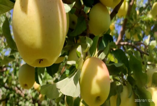 بیش از 50 درصد سیب اقلید امکان صادرات دارد