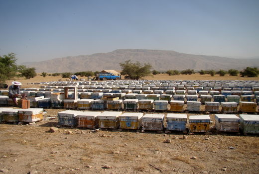 آغاز کوچ زنبورداران مناطق سردسیر به فراشبند 