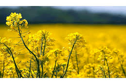 پیش‌بینی برداشت 63 هزار تن کلزا در خوزستان