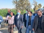 وزیر جهاد کشاورزی از مزرعه نمونه کشوری در استان تهران بازدید کرد