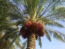 پرداخت بیش از سه میلیارد تومان اعتبار طرح توسعه و جایگزینی نخیلات در آبادان