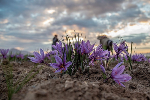 برداشت زعفران در شهرستان‌های تربت‌حیدریه و زاوه 
