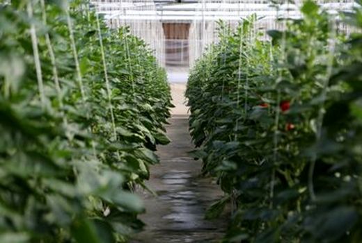 صدور مجوز احداث ۶۷۲ هکتار گلخانه در خراسان جنوبی