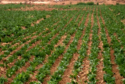 برداشت چغندر قند پاییزه در برخوار