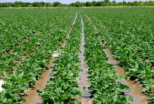 ۲هزار هکتار از اراضی کشاورزی اصفهان زیر کشت چغندرقند بهاره می رود