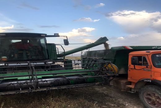 آغاز برداشت جو از مزارع قیروکارزین