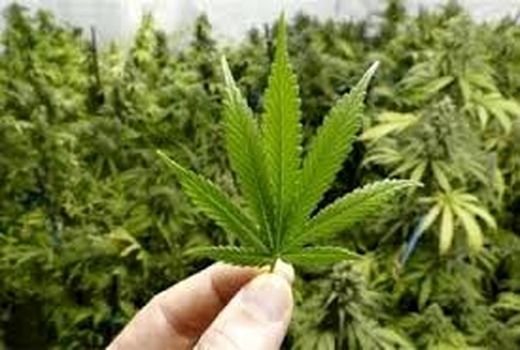 اشتغال‌زایی در خرمشهر با کشت گیاهان دارویی