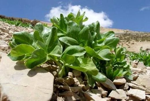 توجه ویژه به احیاء گیاهان دارویی رو به انقراض خوزستان 
