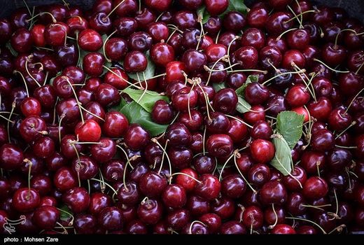 امسال 29 هزار تن آلبالو و گیلاس از باغات خوی برداشت می‌شود