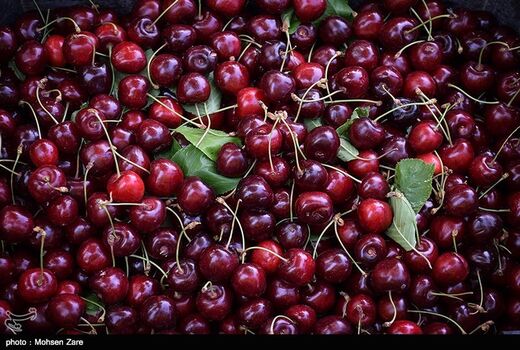 امسال 29 هزار تن آلبالو و گیلاس از باغات خوی برداشت می‌شود