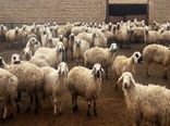 برگزاری  کارگاه آموزشی اصلاح نژاد دام در شهرستان شهربابک 