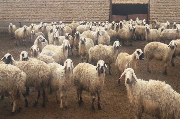 برگزاری  کارگاه آموزشی اصلاح نژاد دام در شهرستان شهربابک 