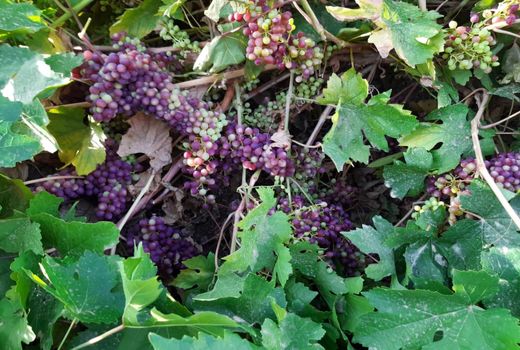 برداشت انگوریاقوتی دراراضی شیبدار شهرستان دره شهر آغاز شد