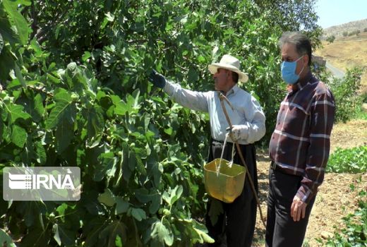 آفت به درختان انجیر سروآباد خسارت وارد کرد