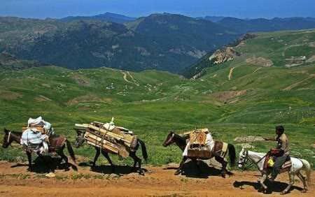 آغاز طرح مدیریت چرای دام در ۲۴۵ هزار هکتار از مراتع چهارمحال و بختیاری