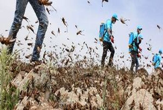 ردیابی و پایش ملخ صحرایی در حدود 10 میلیون هکتار از استان‌های جنوبی 