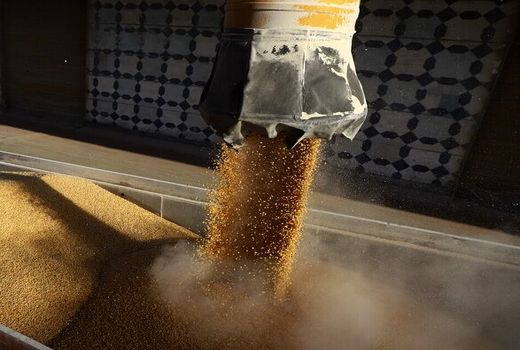 نواقص سامانه بازارگاه، شرایط تولید را برای مرغداران سخت کرد