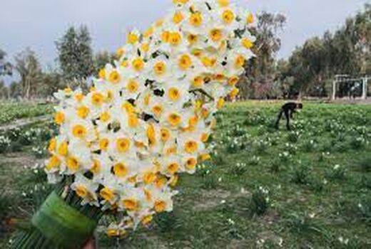 نیازمندی گل نرگس به طرح توجیهی اقتصادی در خراسان‌جنوبی