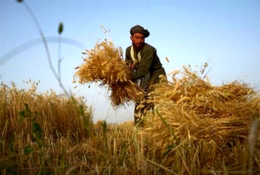 برداشت گندم از مزارع کردستان آغاز شد