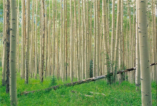 شناسایی 32 هکتار اراضی مستعد سوادکوه شمالی برای زراعت چوب
