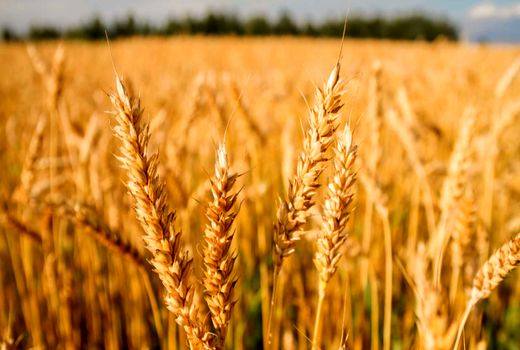 17500 تومان؛ نقطه تعادل خرید تضمینی گندم