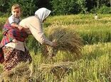 تدوین آیین‌نامه برای رونق کسب‌وکار زنان روستایی و عشایری/ دستگاه‌های متولی هم‌افزایی کنند

