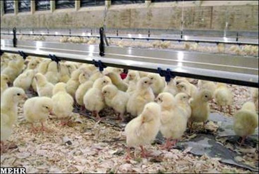 جوجه ریزی ماهانه ۴ میلیون و ۴۰۰ هزار قطعه  مرغ گوشتی در مرغداری های آذربایجان غربی